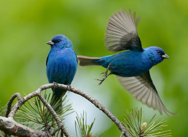 A pair of Indigo Bunting, one perched on a branch, the other taking flight, both showing their vivid blue feathers