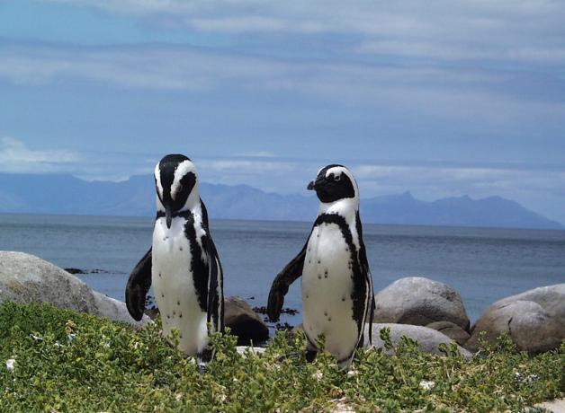 Two African Penguins standing on shore with water and clouds in background