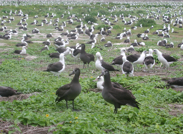 A colony of Black-footed Albatross and Laysan Albatross. Breeding pairs are scatter across a vast field of green vegetation.