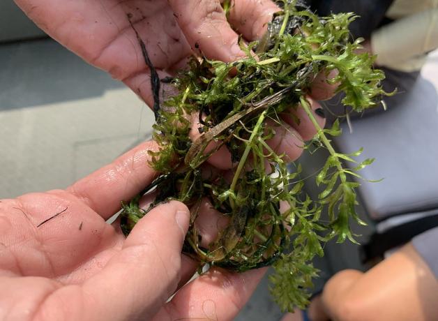 A pair of hands holding a piece of hydrilla
