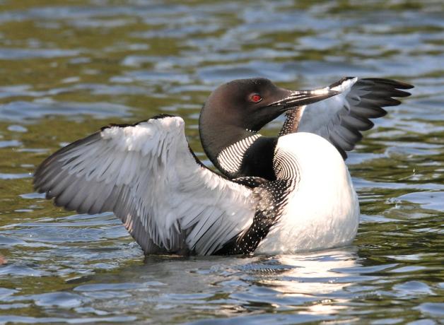 Common loon stretches its wings in water