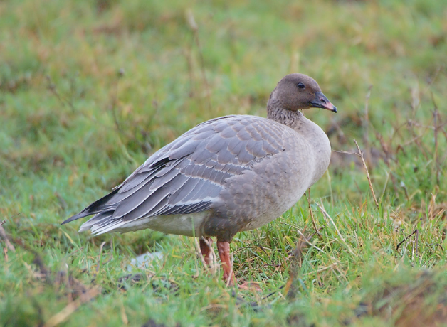 A Pink-footed Goose (grey body, short orange bill, and pinky legs) stands on a green field. 