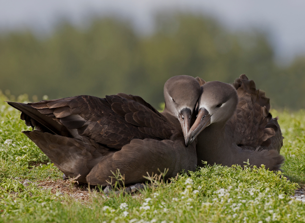 Two Black-footed Albatross cuddling