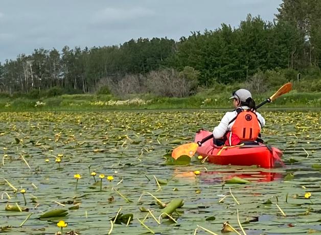 Wildlife biologist Janet Ng in a red kayak, paddling across a water body showing dense coverage of water lilies.