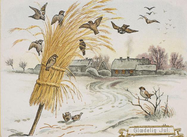 Illustration of bundle of grain, the julenek, put outside to feed birds on Christmas morning