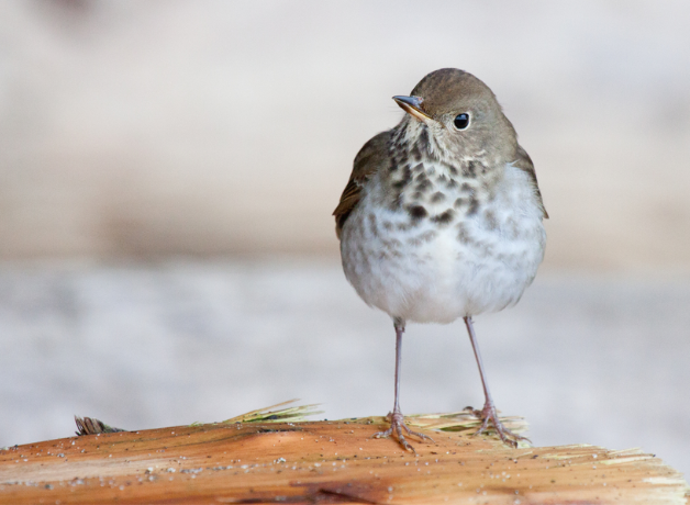 Small gray and white bird called a Hermit Thrush stands on tree bark