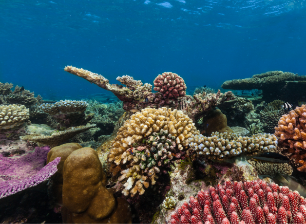 Underwater coral reef