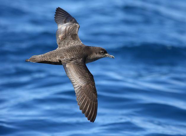 A Short-tailed Shearwater glides above calm water.