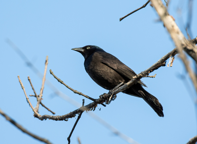 A Common Grackle perched on branch high in a tree with the blue sky in the background