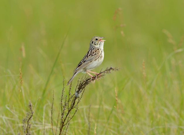 Bairds Sparrow perches on tall grass