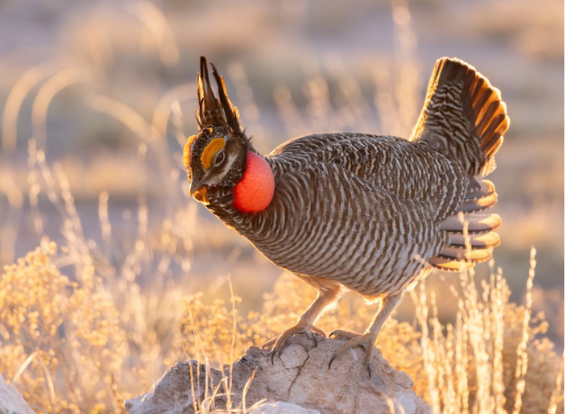 A Lesser Pairie-Chicken in a display posture against a grassland background.