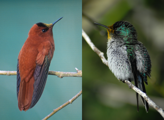 A side-by-side image of male and female Juan Fernandez Firecrown hummingbirds. The male is mostly coppery brown while the female is mostly white and green.
