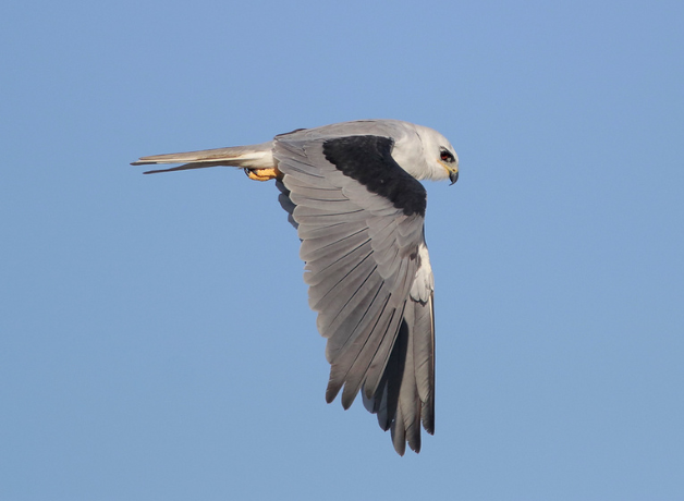 A White-tailed Kite flying against a blue sky with wings positioned at the end of a downbeat. 