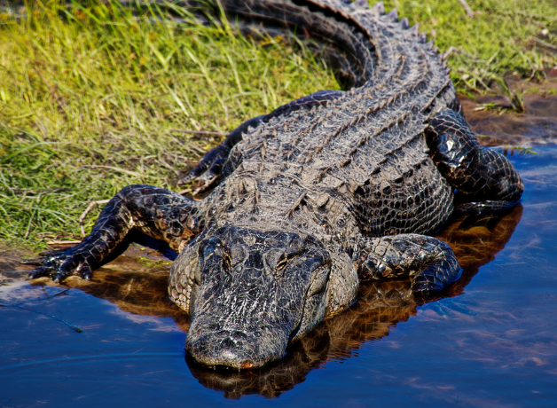 An American Alligator entering shallow water from a bank