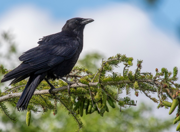 An American Crow perches on the bow of an evergreen tree with a cloudy blue sky in the background.