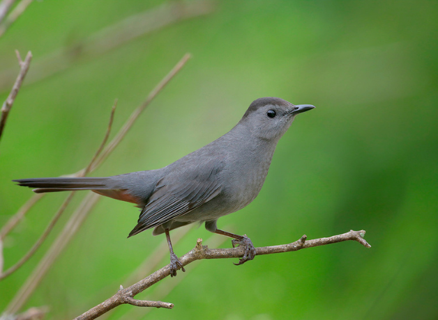 Quirky Words for Gray Birds | BirdNote