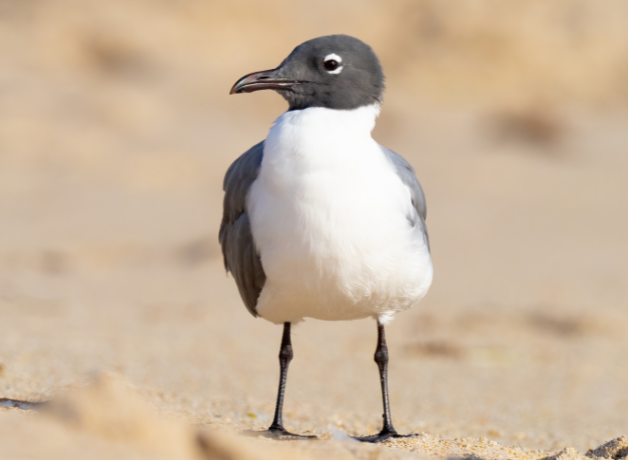 Una gaviota con cabeza negra y pecho blanco.