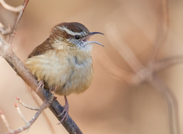 A Carolina Wren sings from a low perch.