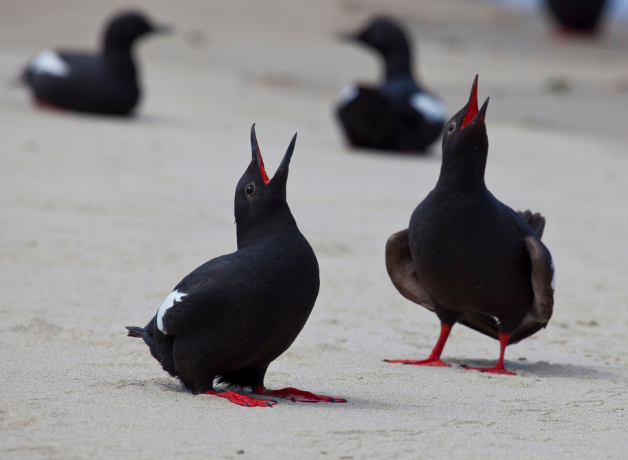 Two Pigeon Guillemots appear to call out to each other with their mouths open skyward on a beach. The birds are almost entirely black except for their bright red feet & mouths, and a large white patch on each wing.
