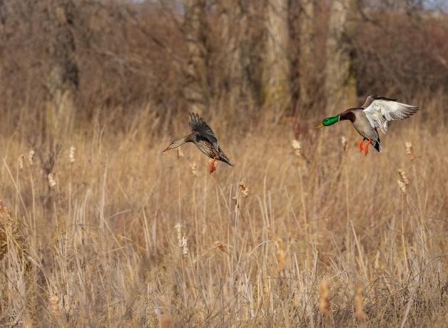 A pair of male and female mallard ducks coming in for a landing in dry wetland vegetation.