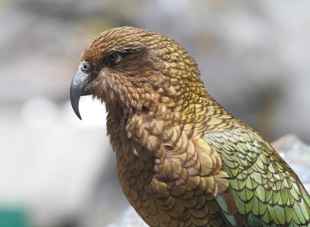 A parrot with light brown, gold and green plumage stands facing to viewer's left. Its beak is dark gray, curved, and sharp.