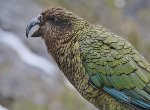 A Kea seen in profile, beak open, showing its glossy olive green plumage