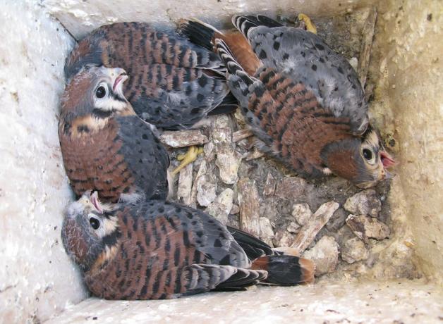 Kestrel nestlings in a nest box