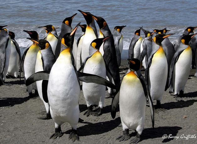 King Penguins gleaming in sunlight as they stand in a group at the water's edge