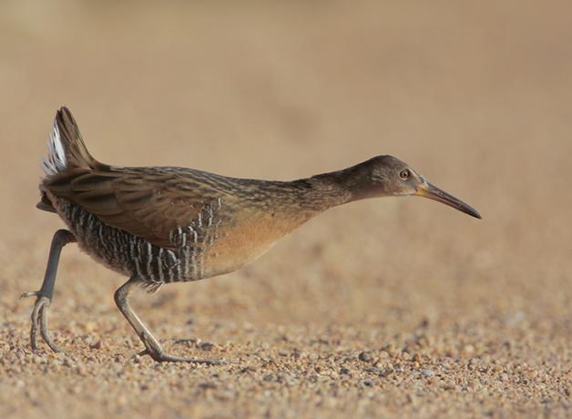 King Rail
