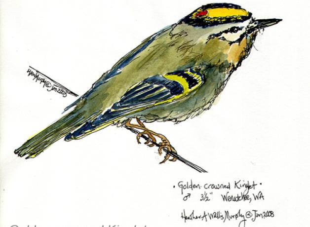 Golden-crowned Kinglet, sketch by Heather Murphy