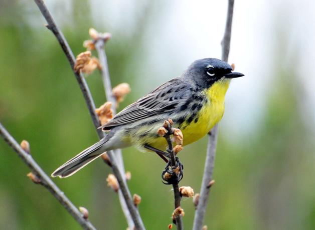 Kirtland's Warbler