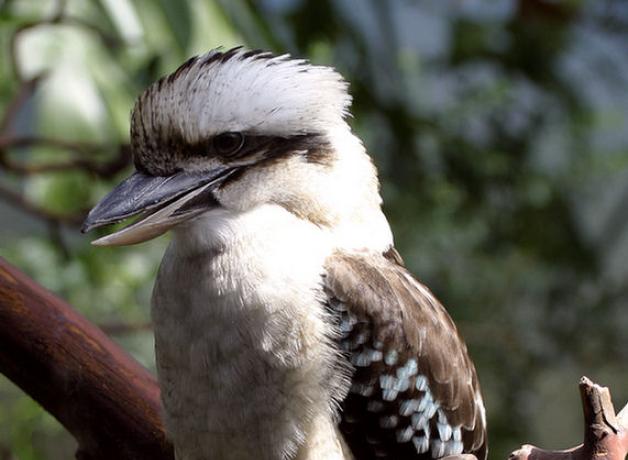 Laughing Kookaburra