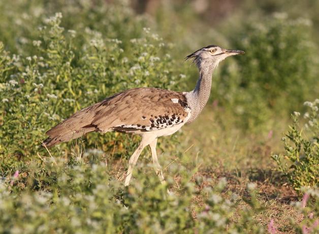 A large long-legged light brown bird with a slender long neck walks amidst sunlit greenery.