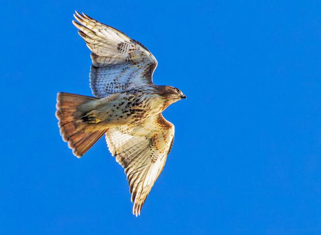 A falcon flying against a clear blue sky