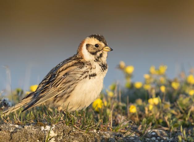 A male Lapland Longspur bird in sunlight on the tundra