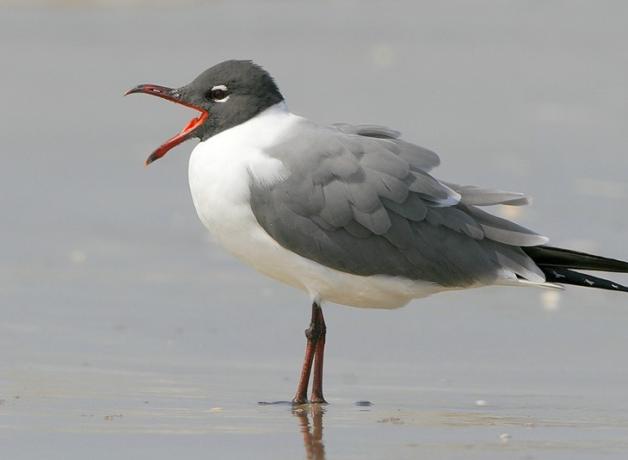 Laughing Gull