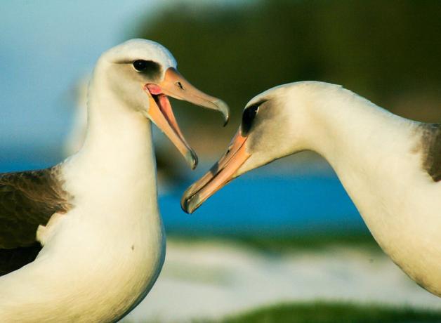 Two Laysan Albatross with their heads near each other, one with open beak
