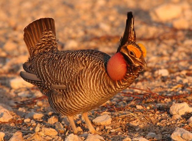 Male Lesser Prairie-Chicken