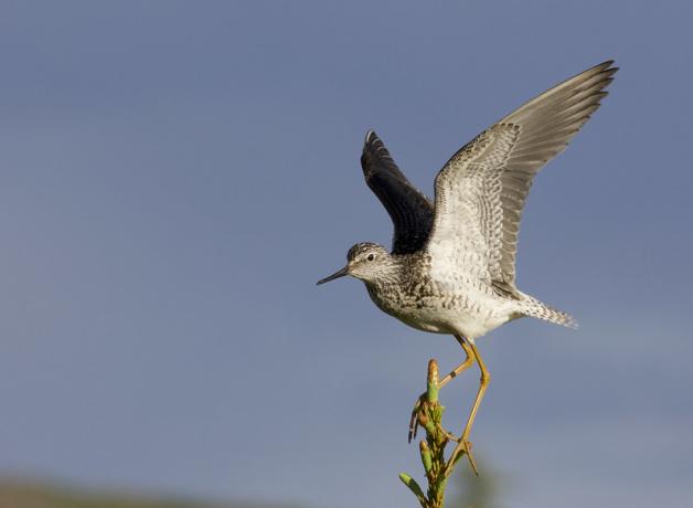 Lesser Yellowlegs, its wings raised as it balances on the slender tip of a tree in the sunlight