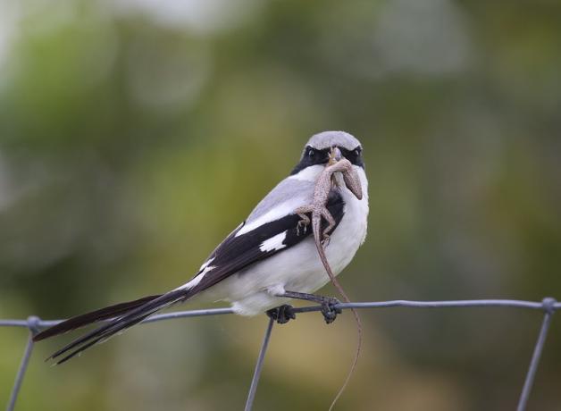 A grey bird with black wings and black mask stripe across its eyes sits on a wire fence, and holding a small lizard in its beak