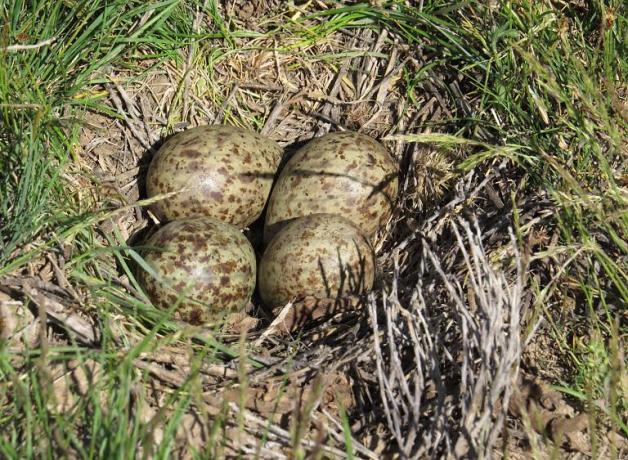 Long-billed Curlew nest and eggs