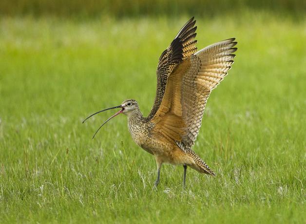 Long-billed Curlew
