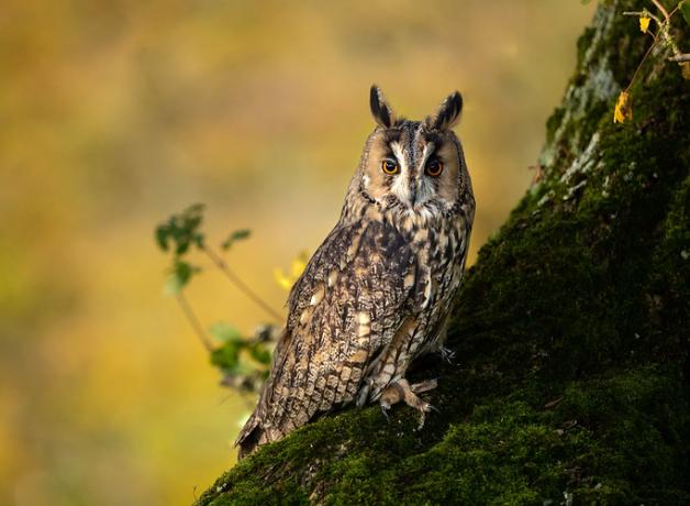 Long-eared Owl perched on side of tree, orange eyes gleaming