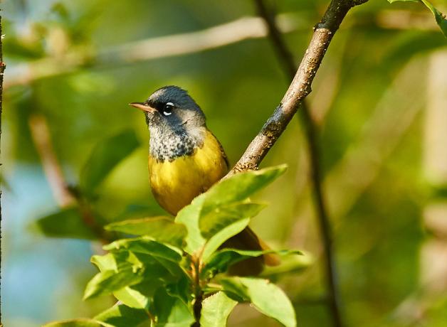 MacGillivray's Warbler