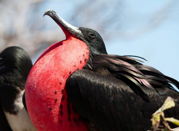 A male Magnificent Frigatebird displaying his inflated bright red gular sac