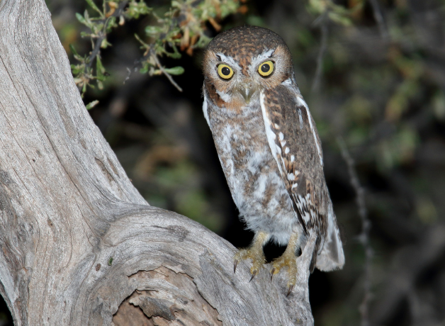Elf Owl stands on tree