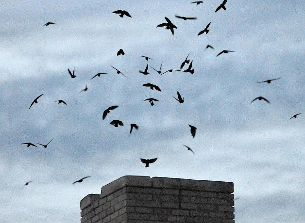 Swifts enter chimney to roost