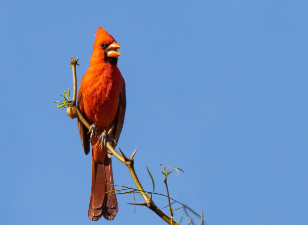 A male Northern Cardinal sings from a high branch. The bird has red feathers, a black face patch, orange bill, and head crest.
