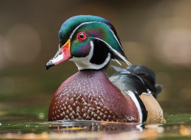 Closeup of wood duck facing forward, swimming across water