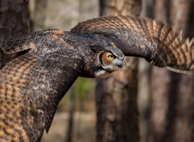 Closeup image of a Great Horned Owl in flight